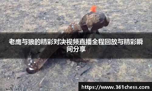 老鹰与狼的精彩对决视频直播全程回放与精彩瞬间分享